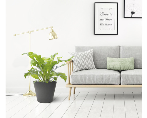 Scène d''intérieur décorative avec plante d''intérieur en pot, lampadaire et canapé