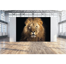 Toile murale Lion 350x250 cm