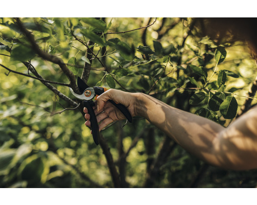 Personne coupant une branche avec un sécateur.