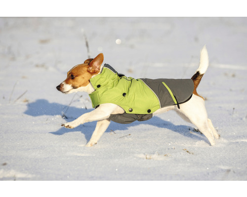 Jack Russell Terrier avec manteau pour chien court dans la neige