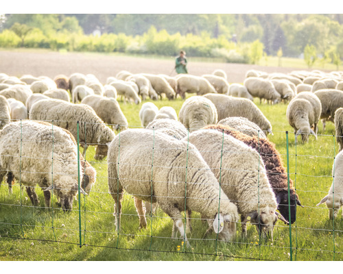 Moutons dans un pâturage derrière une clôture à moutons