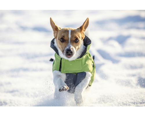 Jack Russell Terrier avec manteau pour chien dans la neige