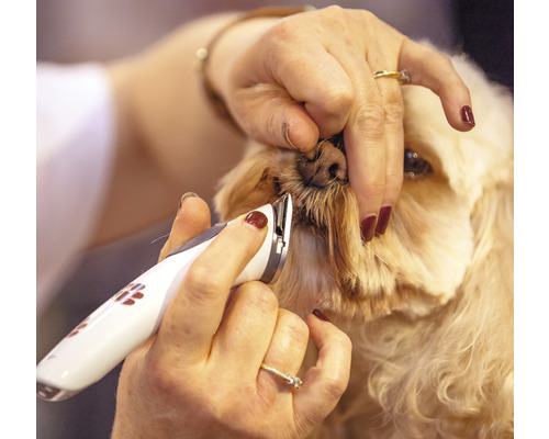 Un chien est toiletté avec une tondeuse