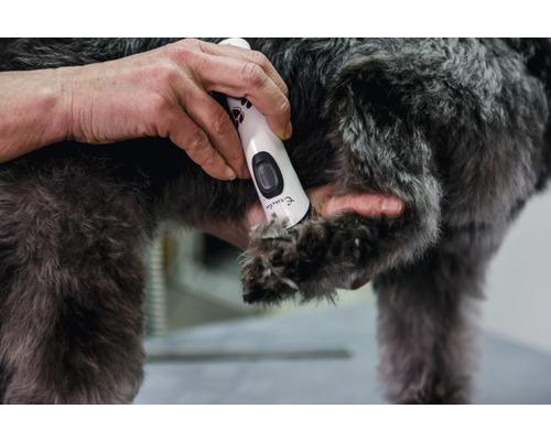 Toilettage d''un chien avec une tondeuse pour chiens