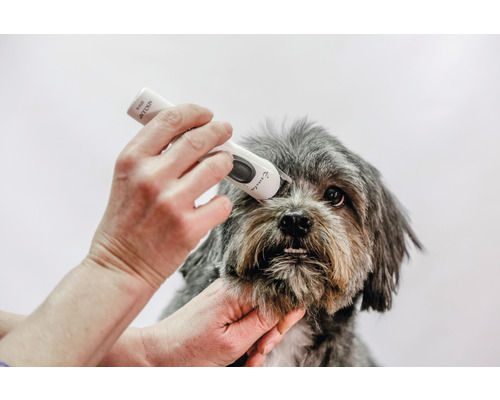 Un chien est tondu à l''aide d''une tondeuse