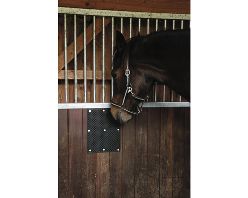 Cheval dans un box avec support de pierre à lécher