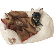 Chihuahua allongé dans un lit pour chien avec une couverture brune