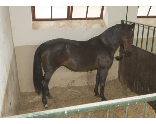 Cheval dans une écurie.
