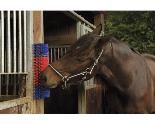 Cheval utilisant une brosse pour le soin du pelage dans l''écurie