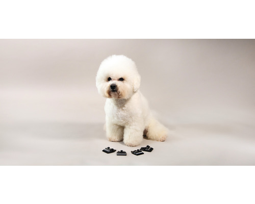 Bichon Frisé Hund sitzt vor Möbelgleitern