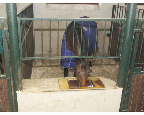Cheval dans une écurie avec un abreuvoir