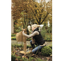 Frau schützt Rose im Garten mit Winterschutz