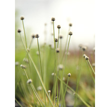 Wollstängel - Eriocaulon cinereum In-Vitro
