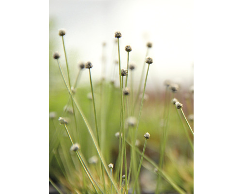Gros plan sur une pelouse à touffes dans le jardin