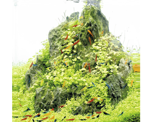 Aquarium avec structure en pierre, plantes aquatiques et crevettes d''ornement
