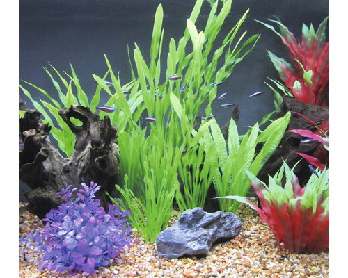 Aquarium décoratif avec plantes, bois flotté et poissons