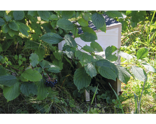 Nichoir en bois dans le jardin