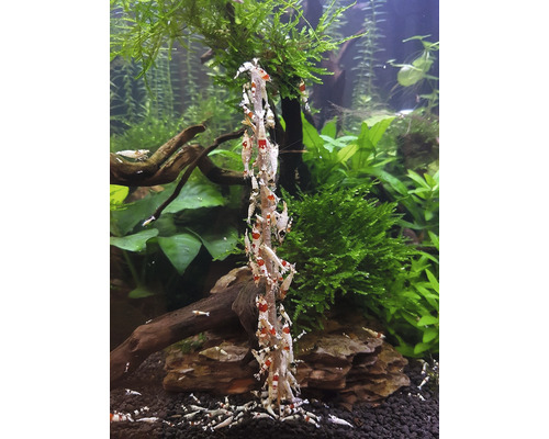 Aquarium mit Crystal Red Zwerggarnelen