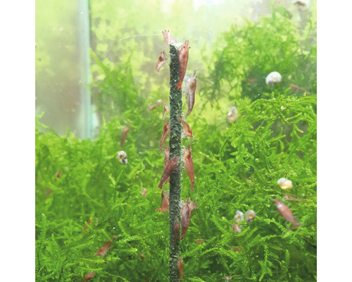 Aquarium mit Moos und Zwerggarnelen