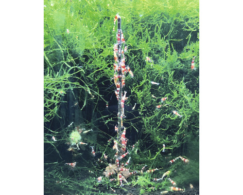 Aquarium mit Garnelen, Pflanzen und Dekoration