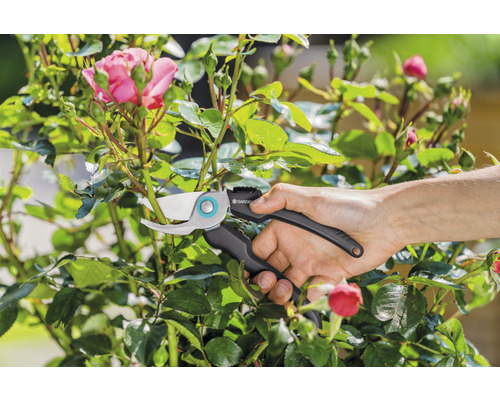 Gartenarbeit: Rosenstrauch wird mit einer Gartenschere geschnitten.
