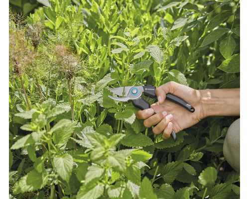 Gartenarbeit mit einer Gartenschere zum Schneiden von Pflanzen