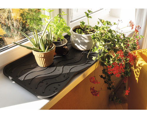 Coupelle pour plantes d''intérieur sur un rebord de fenêtre avec différentes plantes