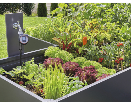 Hochbeet mit Salat, Erdbeeren, Tomaten und Bewässerungssystem im Garten