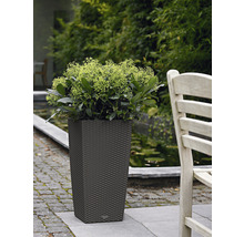 Plante dans un grand pot carré aspect rotin en extérieur.