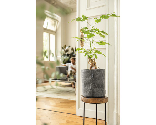 Figuier ginseng dans un pot sur une table d''appoint dans une pièce lumineuse