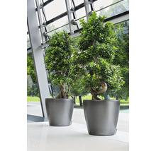 Pflanzkübel Lechuza Classico Premium 60 Kunststoff Ø 60 cm H 55,5 cm anthrazit inkl. Erdbewässerungsystem, Substrat, Wasserstandsanzeiger