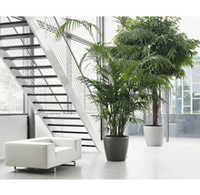 Pflanzkübel Lechuza Classico Premium 60 Kunststoff Ø 60 cm H 55,5 cm anthrazit inkl. Erdbewässerungsystem, Substrat, Wasserstandsanzeiger