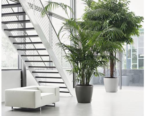 Helle Inneneinrichtung mit Treppe, Sessel und zwei Zimmerpflanzen in Töpfen.