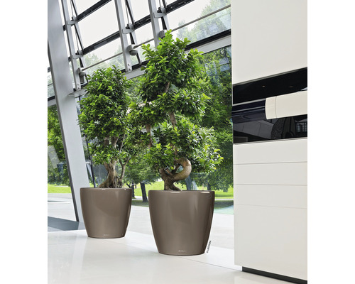 Zwei Zimmerpflanzen in Pflanzgefäßen im Innenbereich