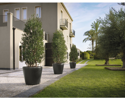 Außenaufnahme mit vier Olivenbäumen in Pflanzgefäßen vor einem Gebäude mit Rasenfläche.