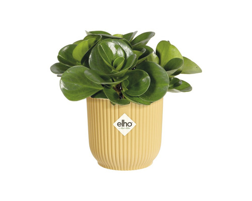 Zimmerpflanze Peperomia obtusifolia im Topf