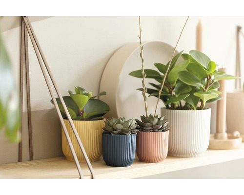 Dekorative Zimmerpflanzen in gerippten Übertöpfen auf einem Regal