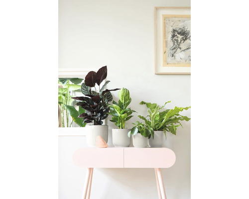 Zimmerpflanzen in Töpfen auf einem Tisch im Innenbereich