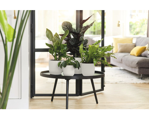 Zimmerpflanzen in Töpfen auf einem runden Tisch in einem Wohnzimmer