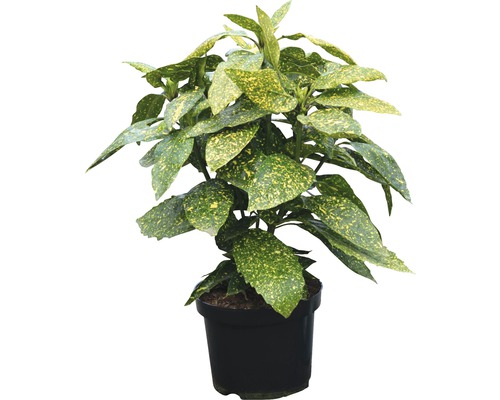 Metzgerpalme, Japanische Aucube FloraSelf Aucuba japonica 'Variegata' H 40-50 cm Co 4 L