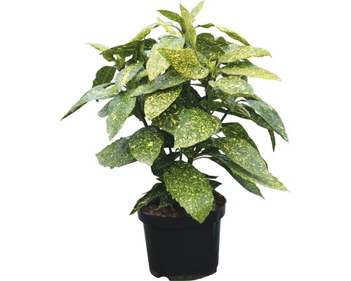 Acuba du Japon FloraSelf Aucuba japonica 'Variegata' H 40-50 cm Co 4 L