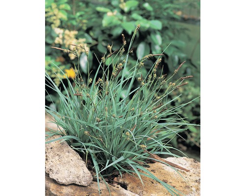 Laiche FloraSelf Carex panacea H 10-30 cm Co 0,6 l