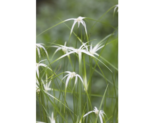 Étoile herbe palustre FloraSelf Rhynchonosproa colorata H 10-30 cm Co 3 l
