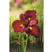 Iris ensata FloraSelf Iris kaempferi 'Ann Chowing' H 10-75 cm Co 0,6 -thumb-0