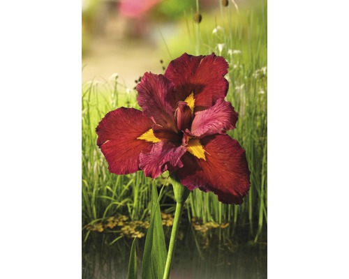 Iris ensata FloraSelf Iris kaempferi 'Ann Chowing' H 10-75 cm Co 0,6 