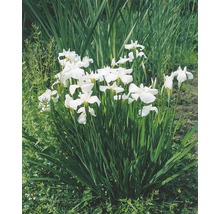 Gruppe von weißen Sumpfschwertlilien im Garten