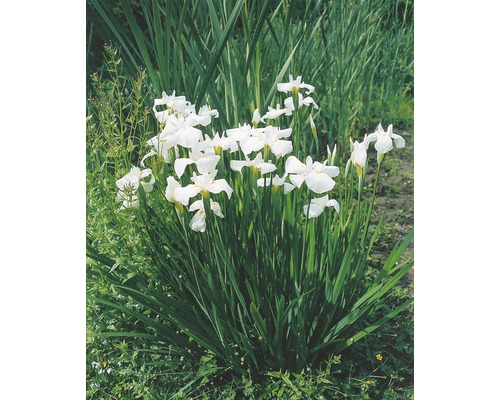 Iris des marais FloraSelf Iris kaempferi H 10-60 cm Co 0,6 l