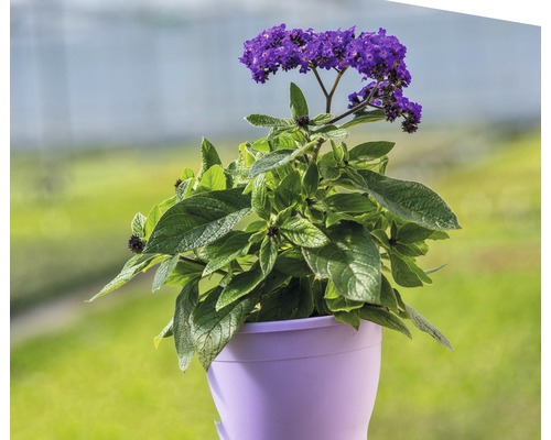 Héliotrope en pot avec des fleurs violettes et des feuilles vertes