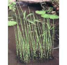 Schachtelhalm im Wasser für den Gartenteich