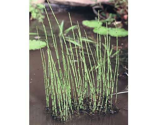 Prêle des rivières FloraSelf Equisetum fluviatile h 5-40 cm Co 0,6 l